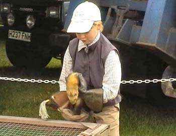ferret_girl